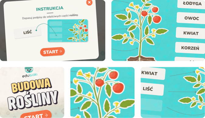 Edukacyjna gra dla dzieci, która uczy budowy rośliny