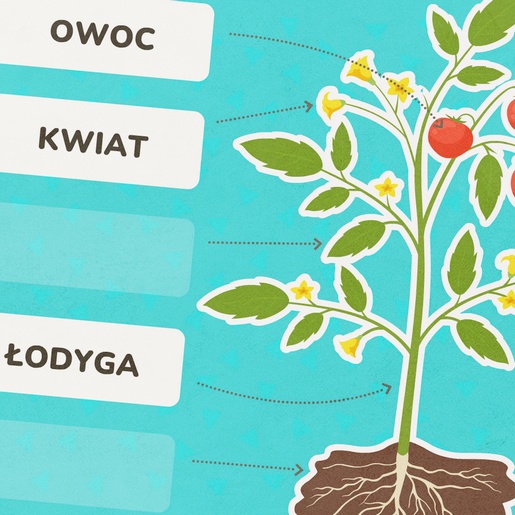 Gra edukacyjna - budowa rośliny